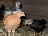 Young Chicks